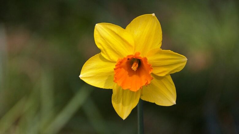 Daffodil Dreams: Journey into the Radiant Realm of Spring’s Icons!