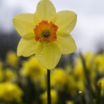 Beyond Yellow: Discover the Intriguing Diversity of Daffodil Delights!