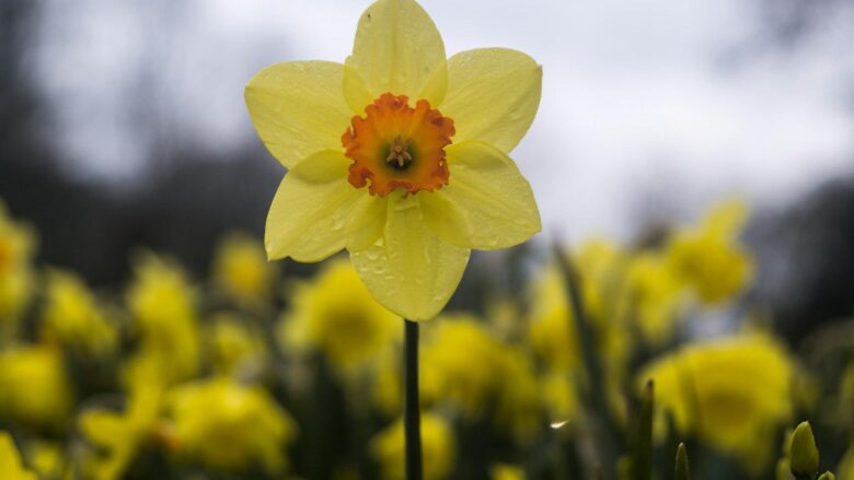 Beyond Yellow: Discover the Intriguing Diversity of Daffodil Delights!