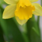 Captivating Daffodils: Learn the Secrets Behind Their Timeless Grace!