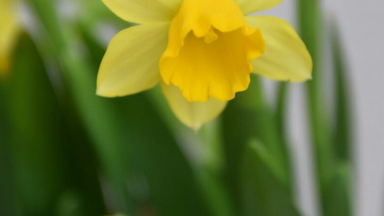 Captivating Daffodils: Learn the Secrets Behind Their Timeless Grace!