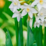 Unraveling Daffodils: Discover the Allure of Nature’s Sunshine Blooms!