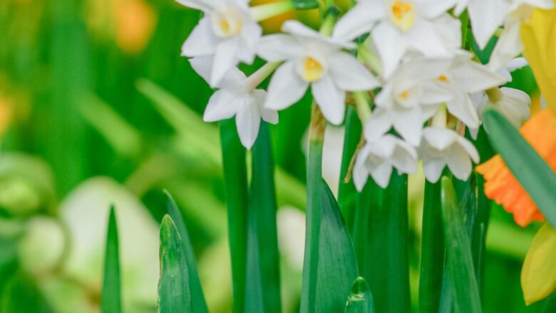 Unraveling Daffodils: Discover the Allure of Nature’s Sunshine Blooms!